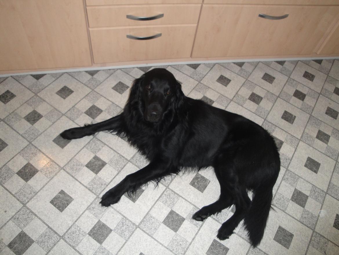 Flat coated retriever Rico billede 20