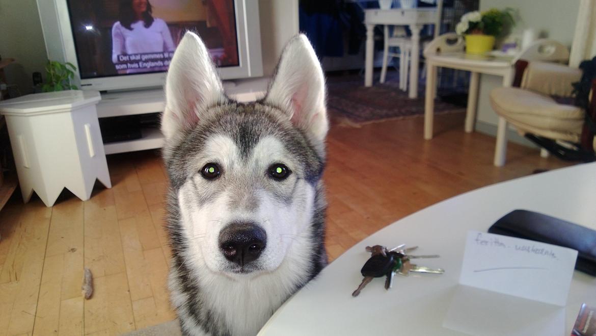 Siberian husky Kodi billede 1