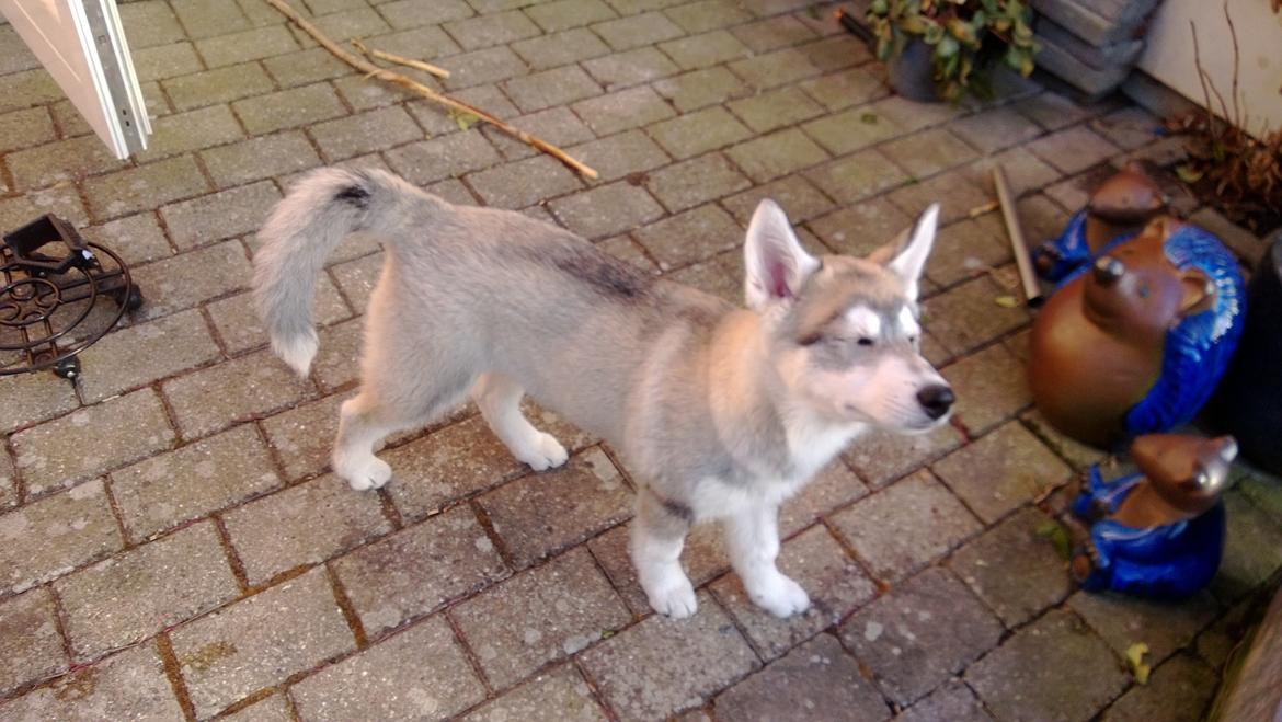 Siberian husky Kodi billede 10