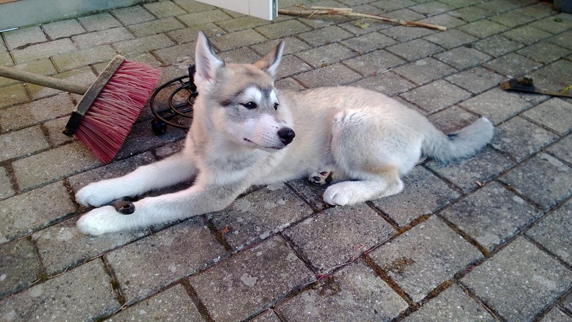 Siberian husky Kodi billede 11