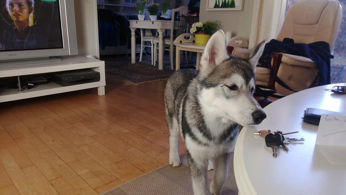 Siberian husky Kodi billede 12