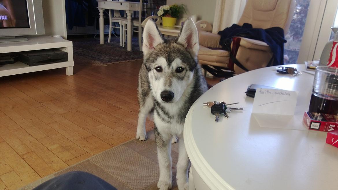 Siberian husky Kodi billede 13