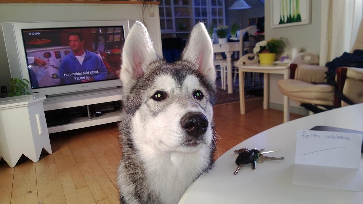 Siberian husky Kodi billede 14