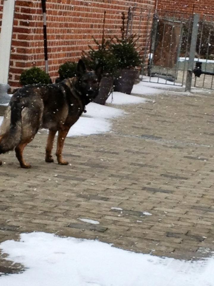 Schæferhund Zenta billede 16