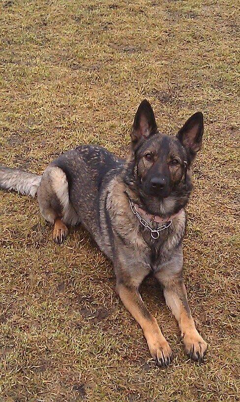 Schæferhund Zenta billede 18