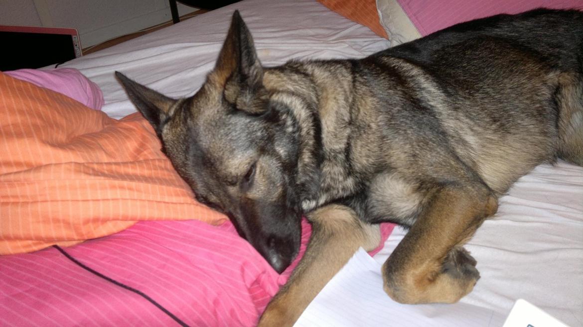 Schæferhund Zenta billede 19