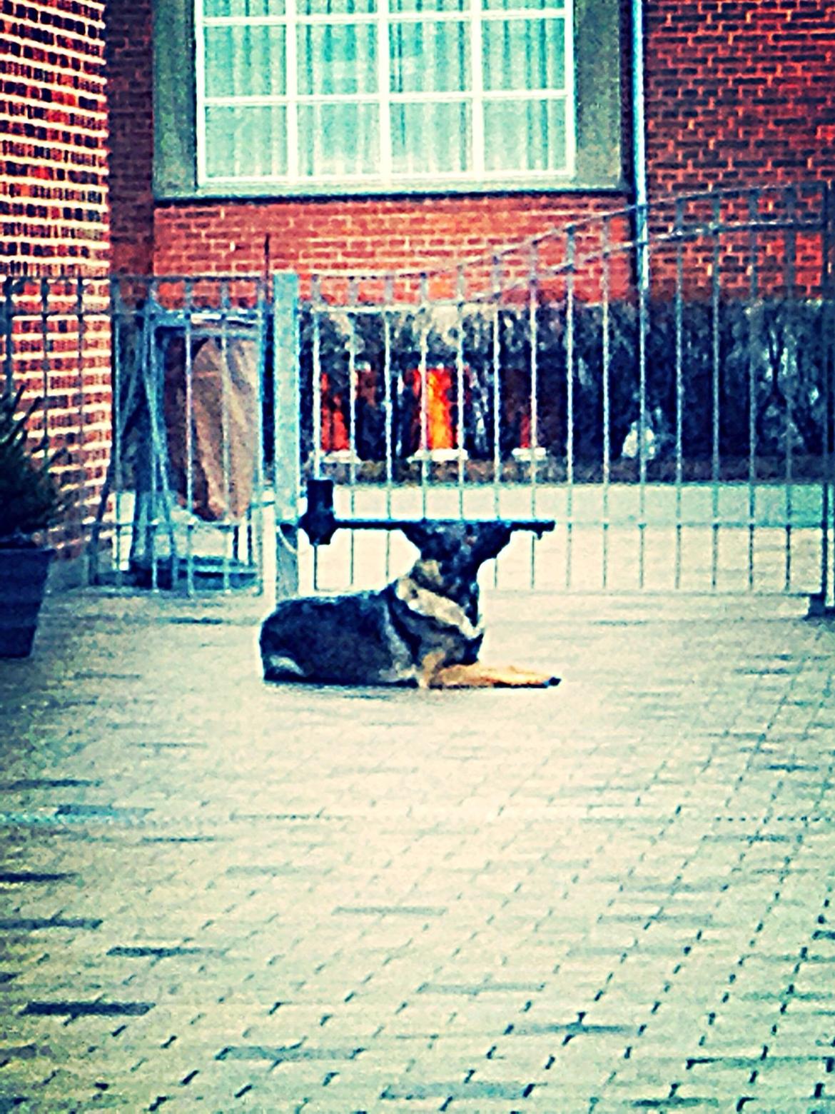 Schæferhund Zenta billede 20