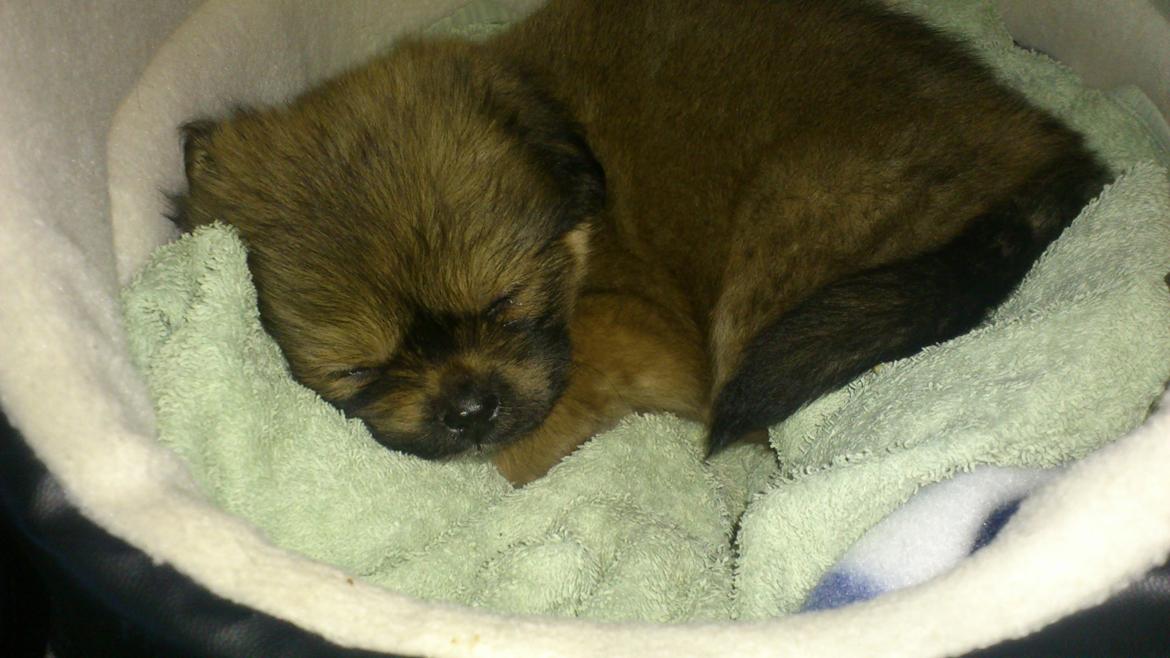 Tibetansk spaniel Albert. - Albert 9 uger.  billede 11