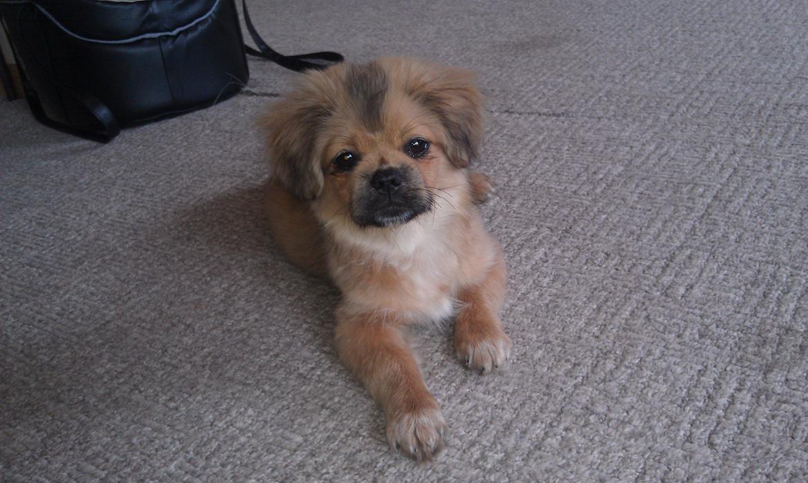 Tibetansk spaniel Albert. billede 12