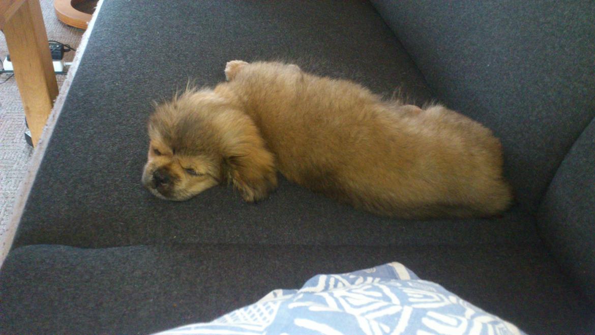 Tibetansk spaniel Albert. billede 13