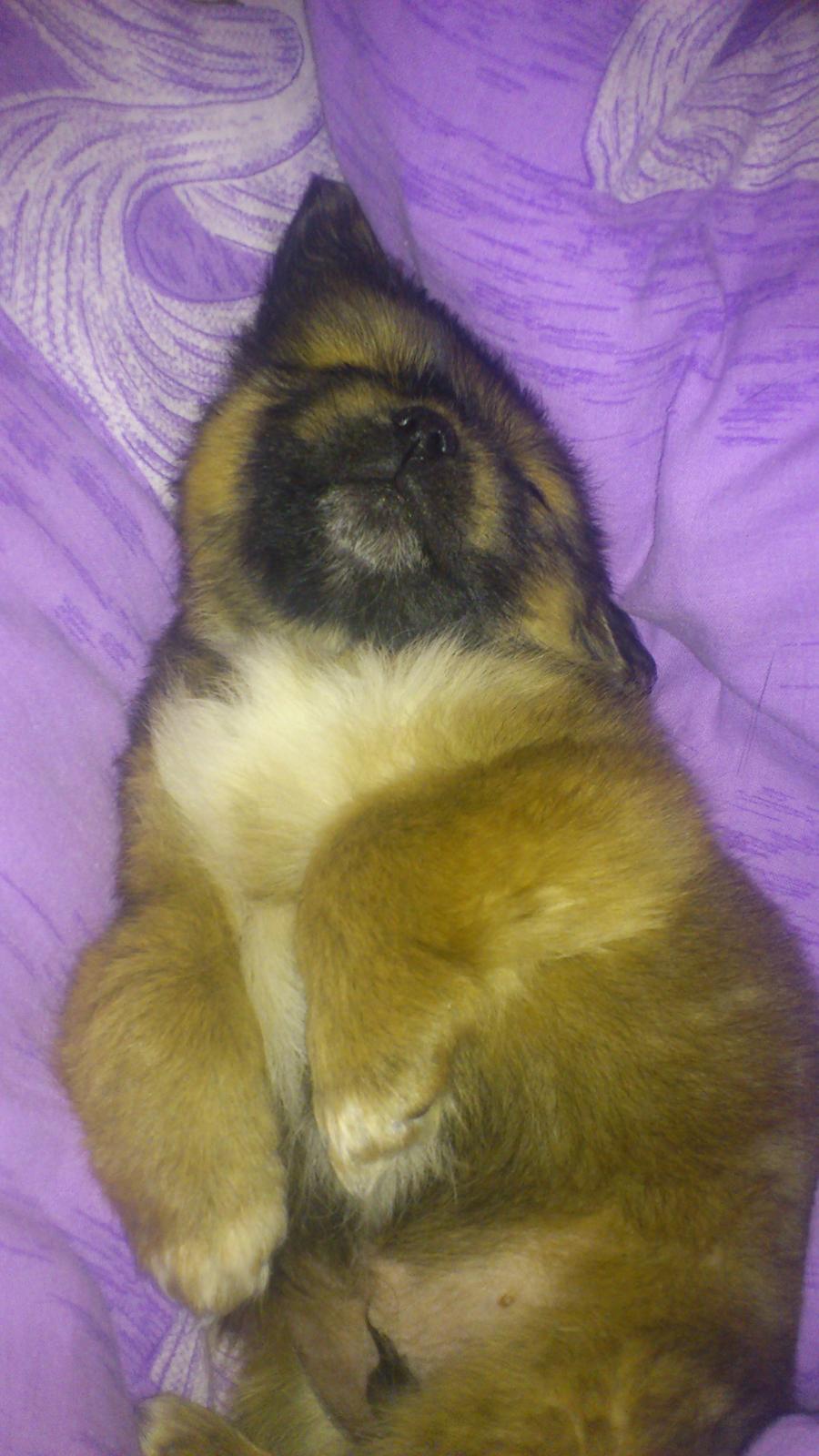 Tibetansk spaniel Albert. billede 14