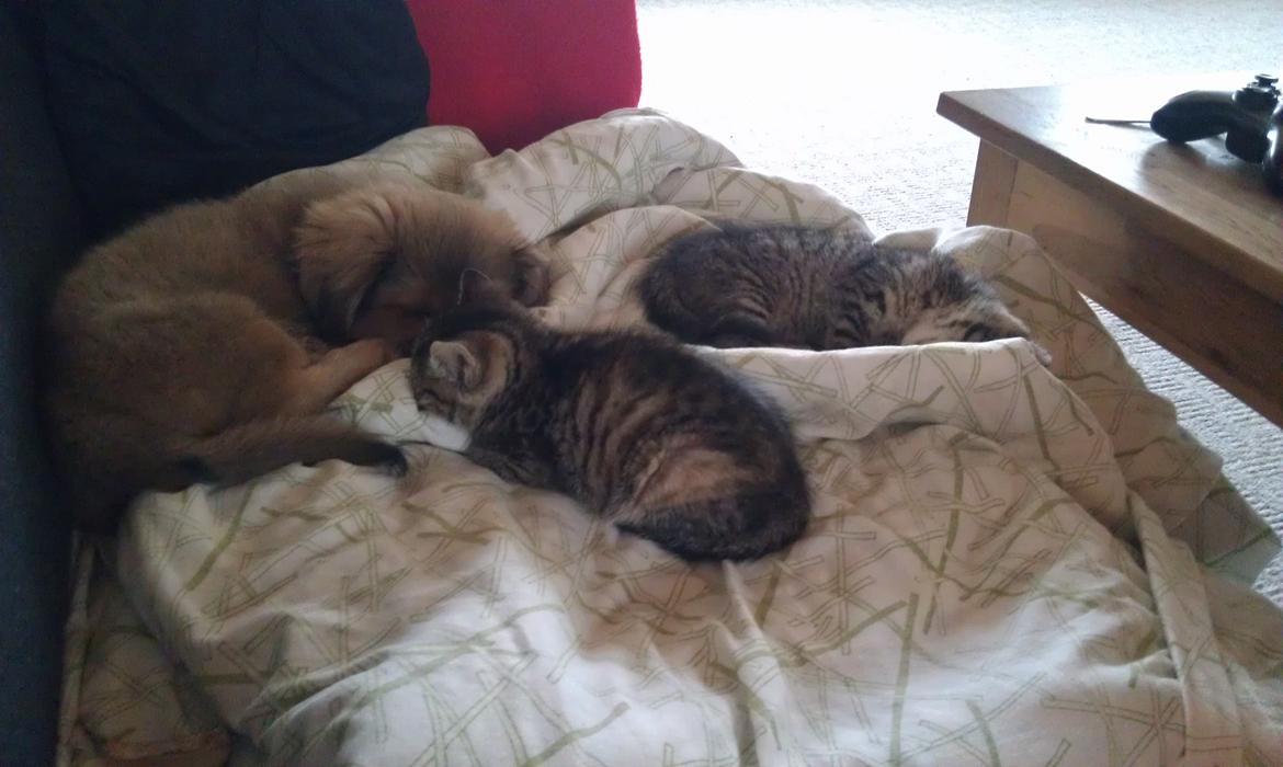 Tibetansk spaniel Albert. - De er søde nok de misser.  billede 15