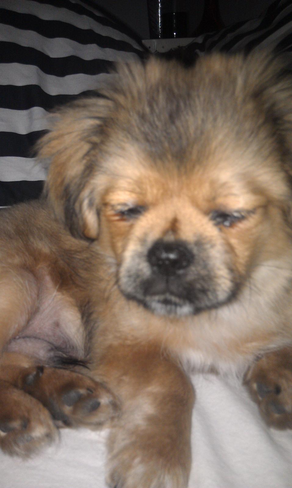 Tibetansk spaniel Albert. billede 16