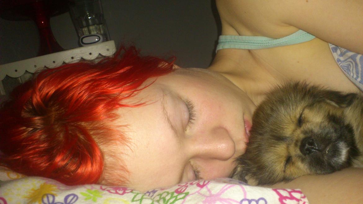 Tibetansk spaniel Albert. billede 17