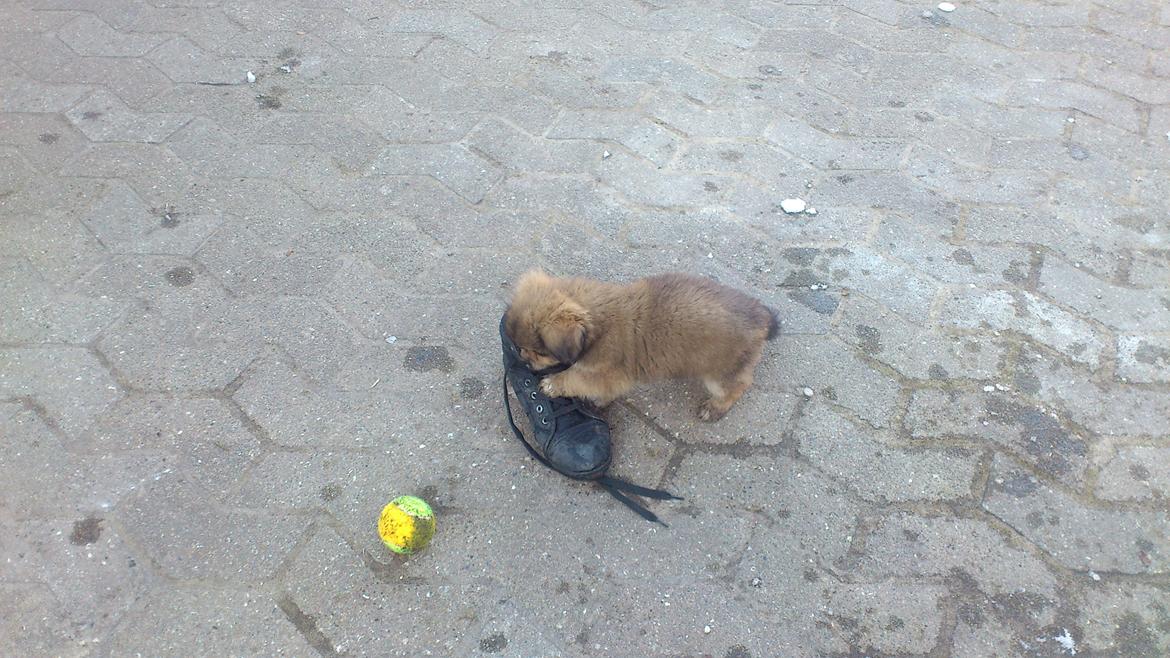 Tibetansk spaniel Albert. - Jeg spiser din sko mor!  billede 18