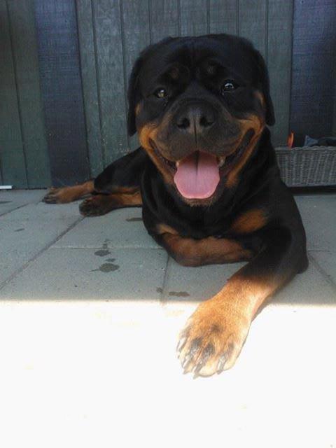 Rottweiler Gaia - Puha, hvor er det godt med skygge på en varm sommerdag :) billede 1