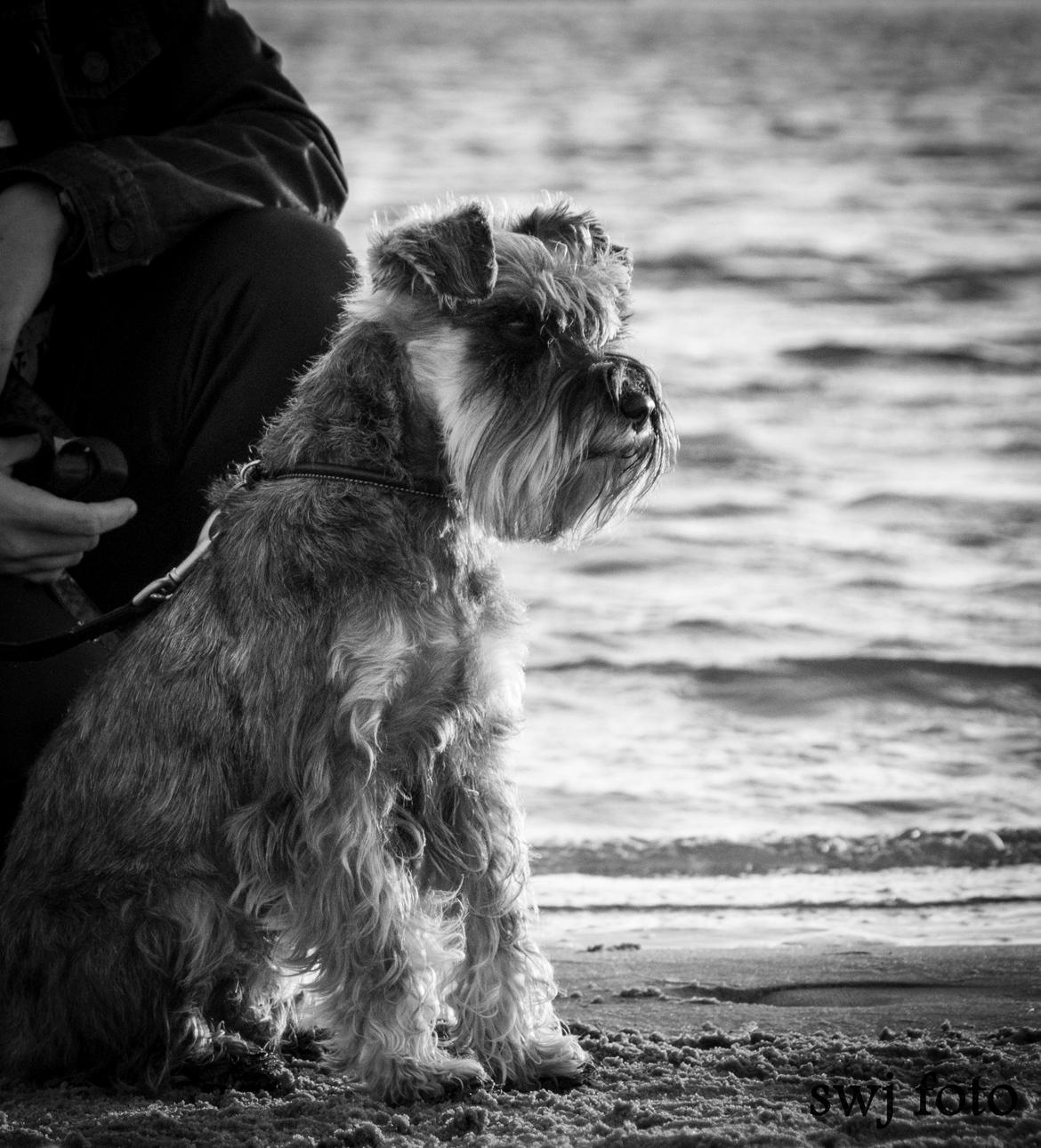 Dvaergschnauzer tulle billede 4