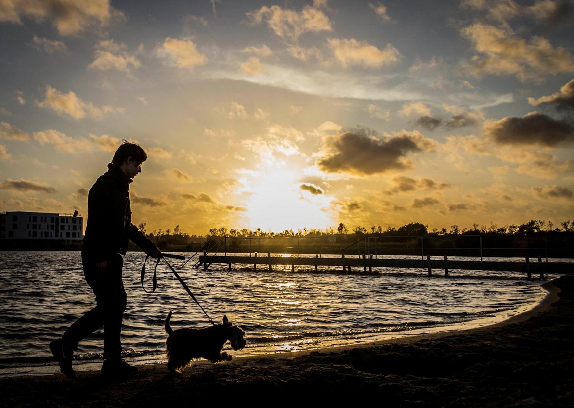 Dvaergschnauzer tulle billede 20