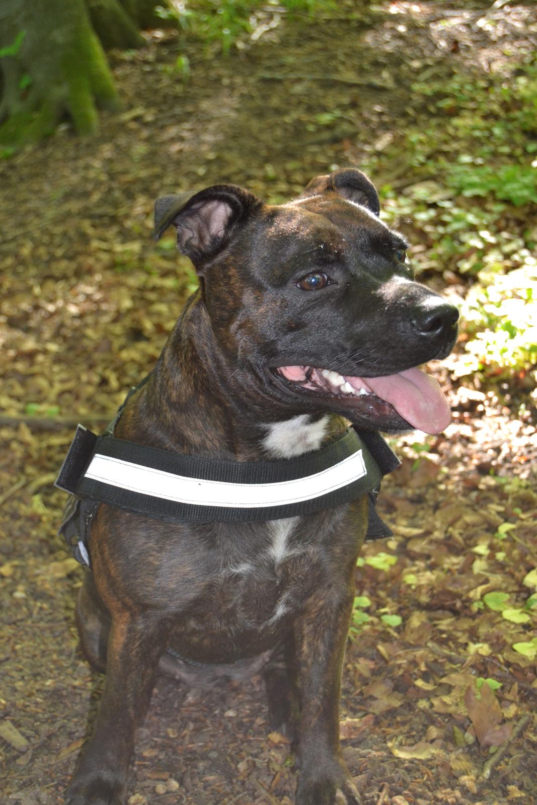 Staffordshire bull terrier Lady Step - Lady! billede 2