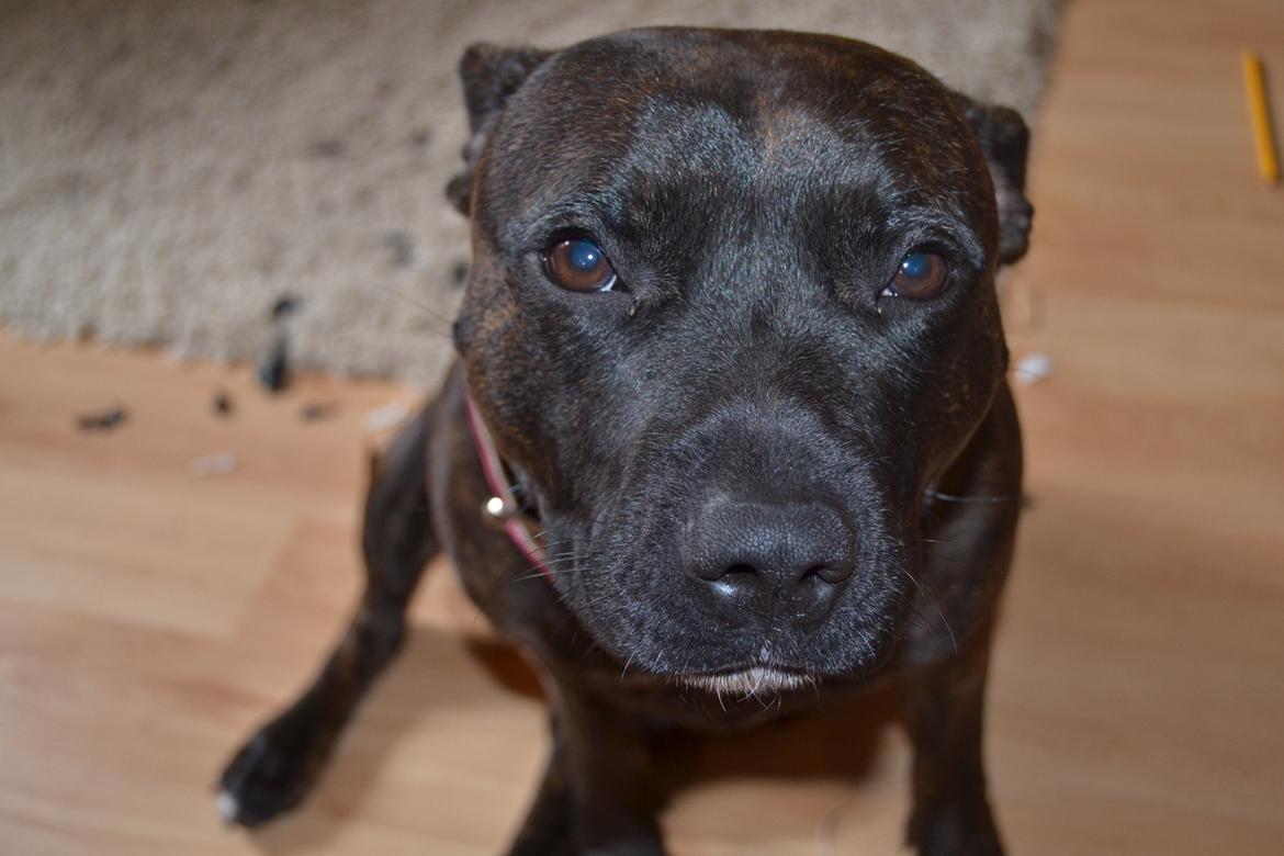 Staffordshire bull terrier Lady Step billede 7