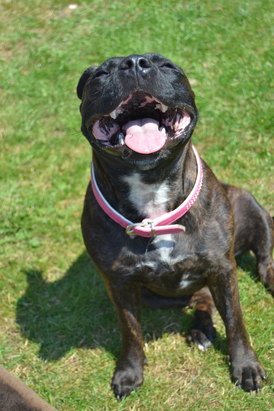 Staffordshire bull terrier Lady Step billede 5