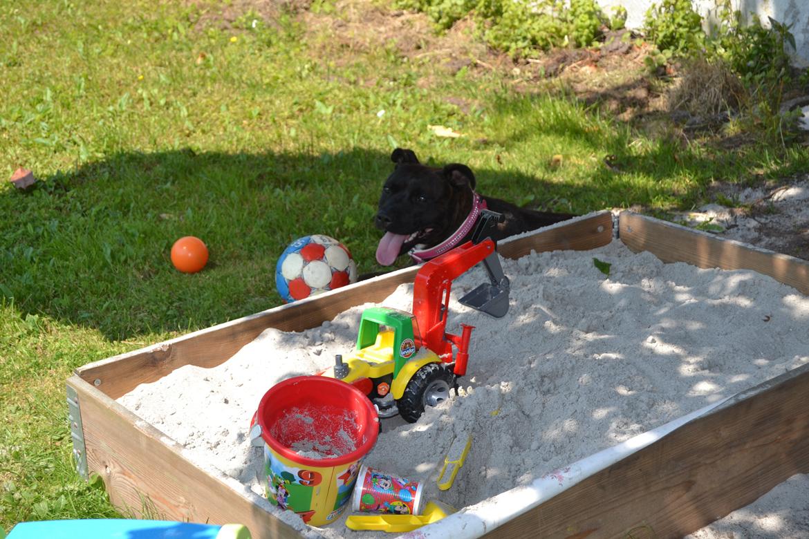 Staffordshire bull terrier Lady Step billede 6