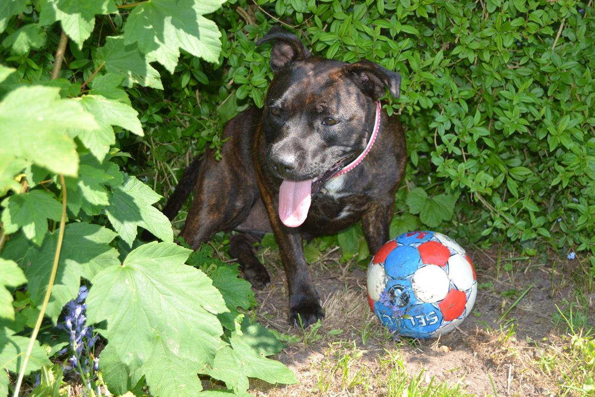 Staffordshire bull terrier Lady Step billede 4