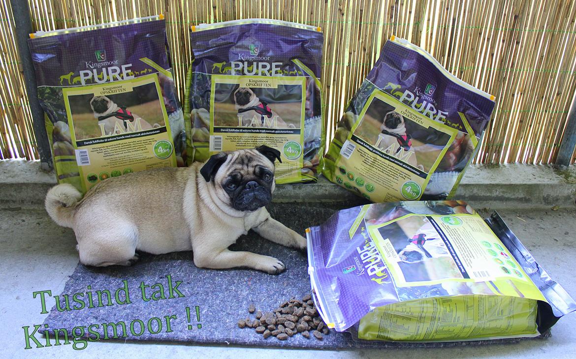 Mops Zoe - Rullepølsen - Kingsmoor model ;) billede 20