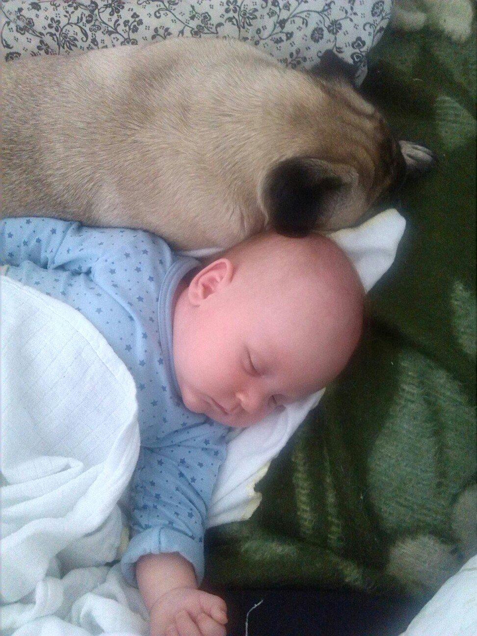 Mops Zoe - Rullepølsen - Putter med lillebror ;)  billede 21