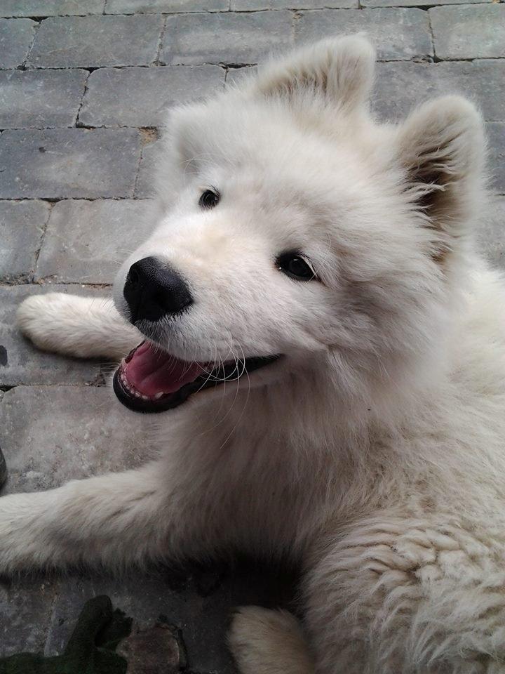 Samojedhund Bamse - Se det er et ægte samojede smil ;)  billede 11