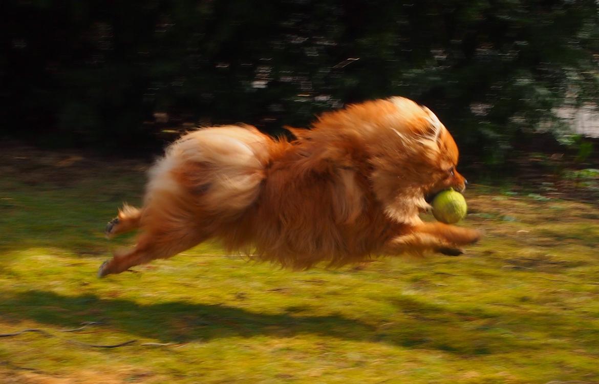 Pomeranian Lucky billede 4