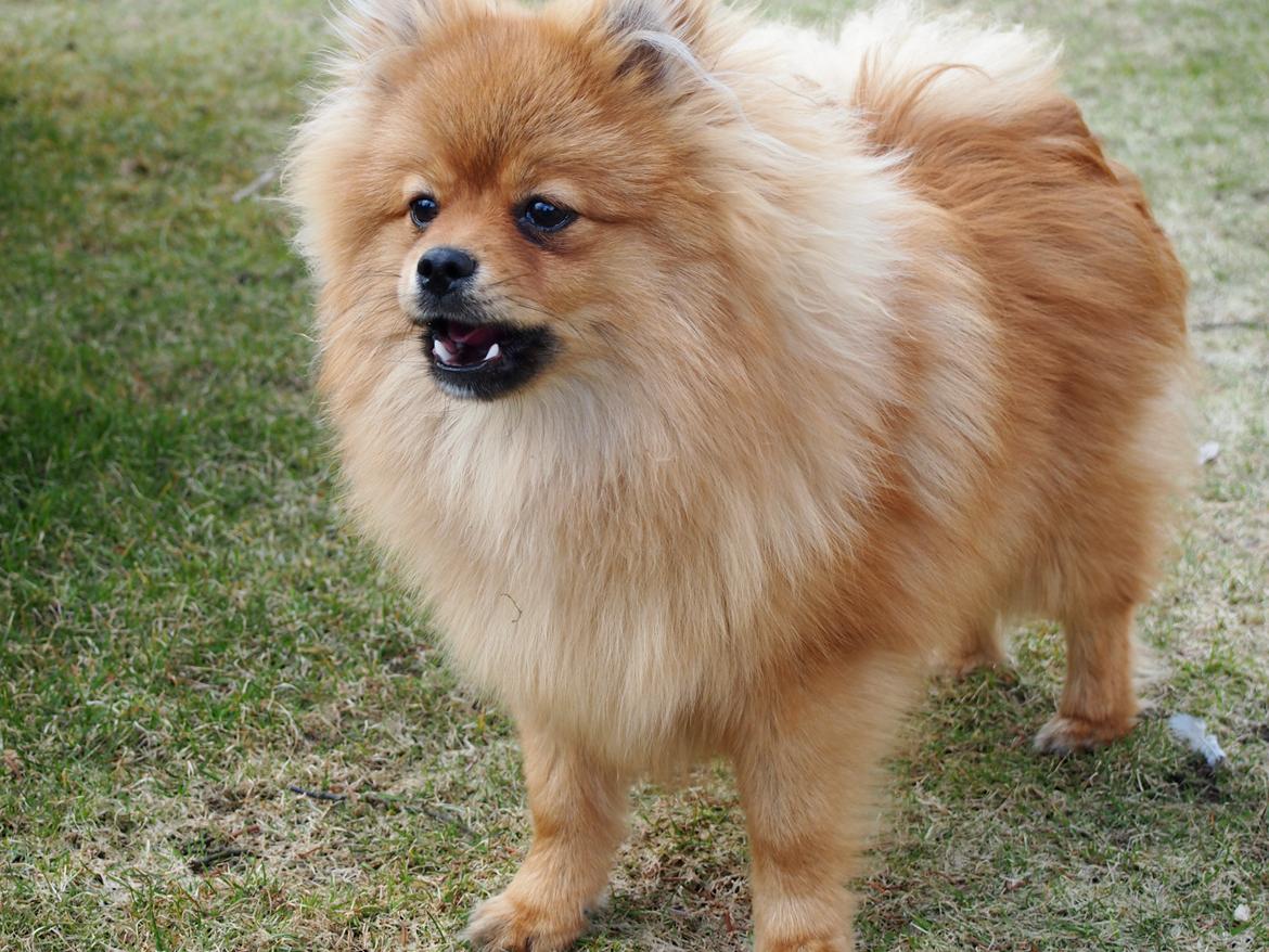 Pomeranian Lucky billede 8