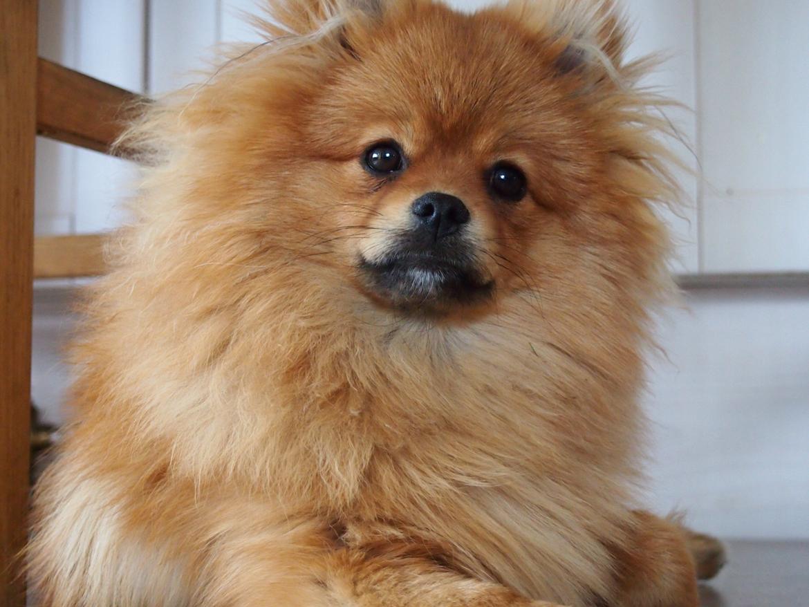 Pomeranian Lucky billede 15