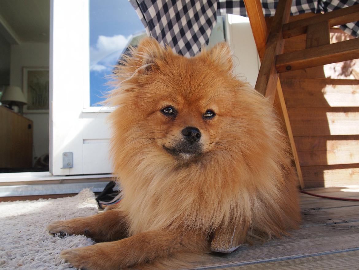 Pomeranian Lucky billede 7