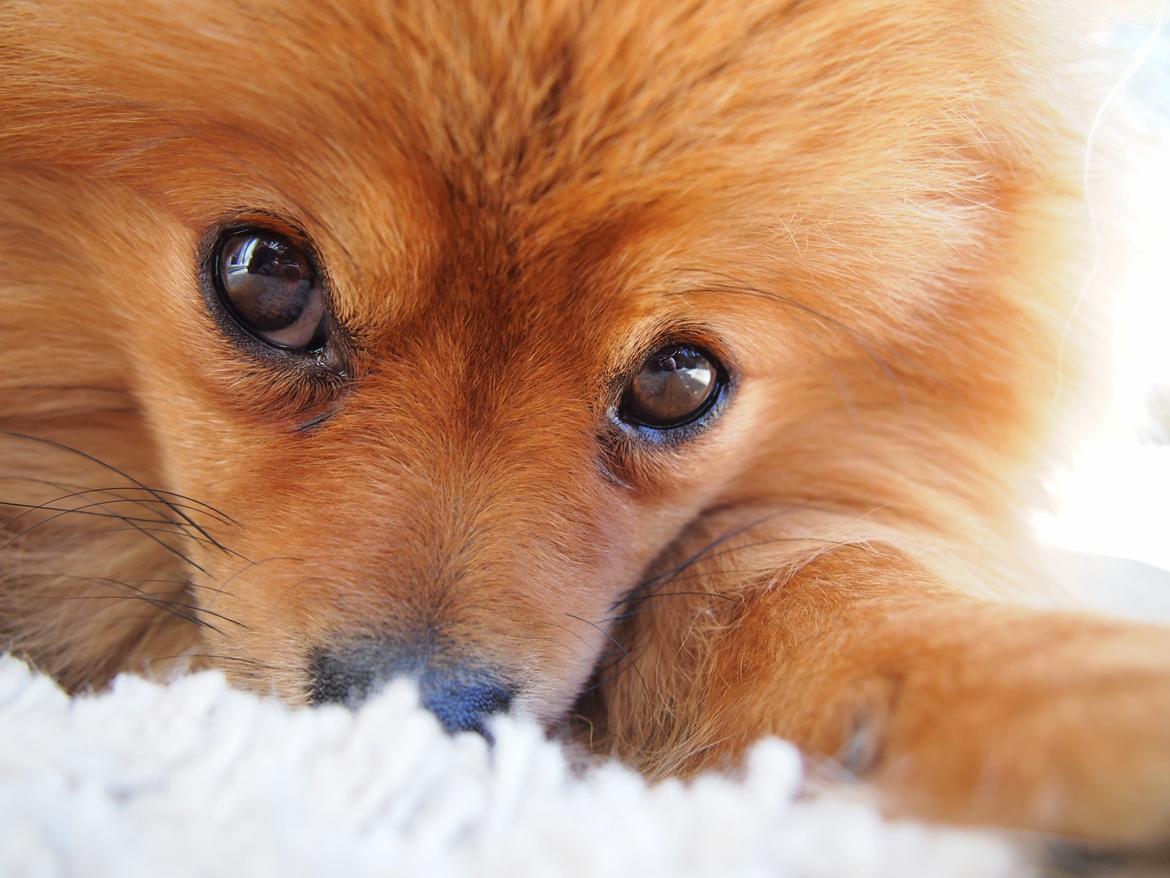 Pomeranian Lucky billede 1