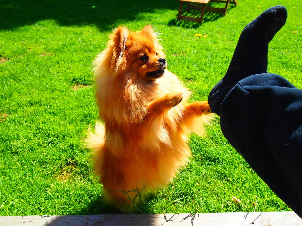 Pomeranian Lucky billede 14