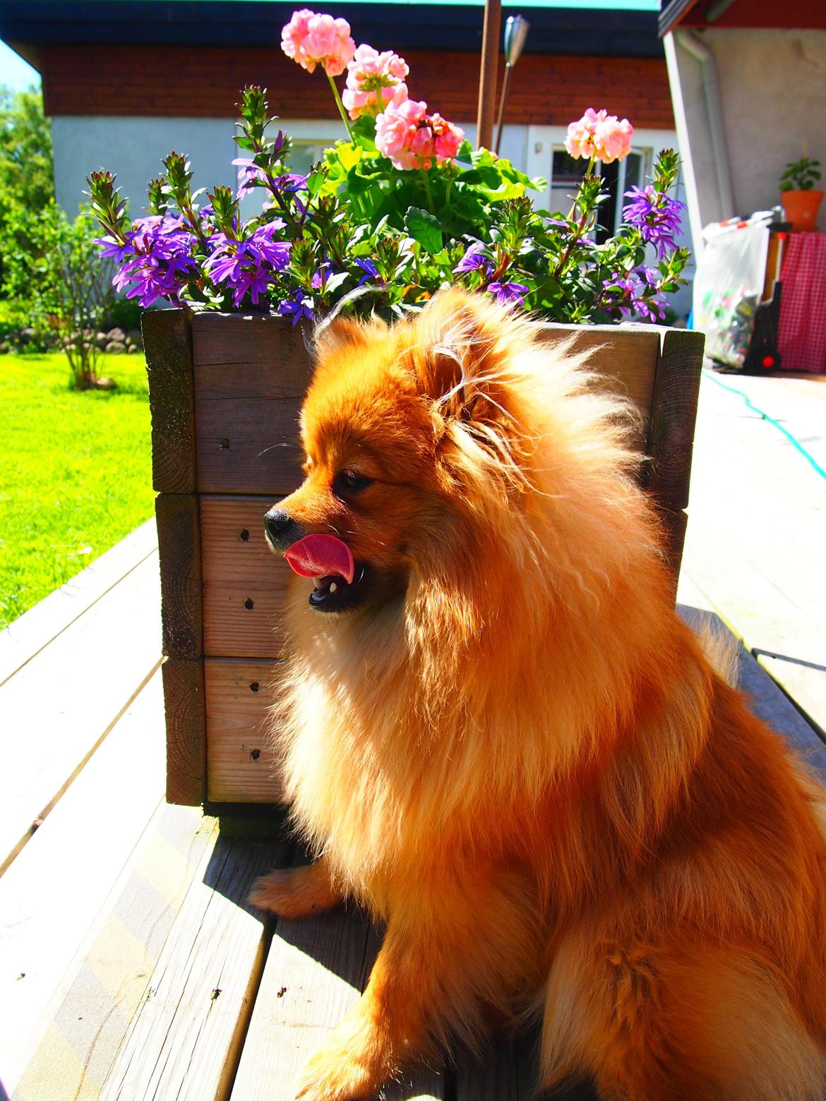 Pomeranian Lucky billede 16