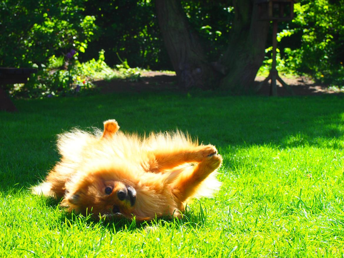 Pomeranian Lucky billede 10