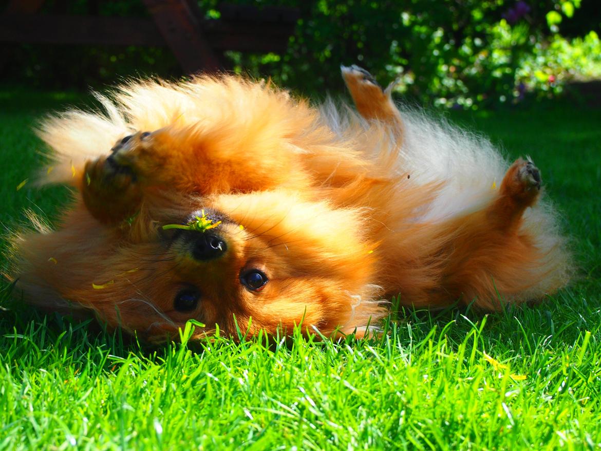 Pomeranian Lucky billede 2