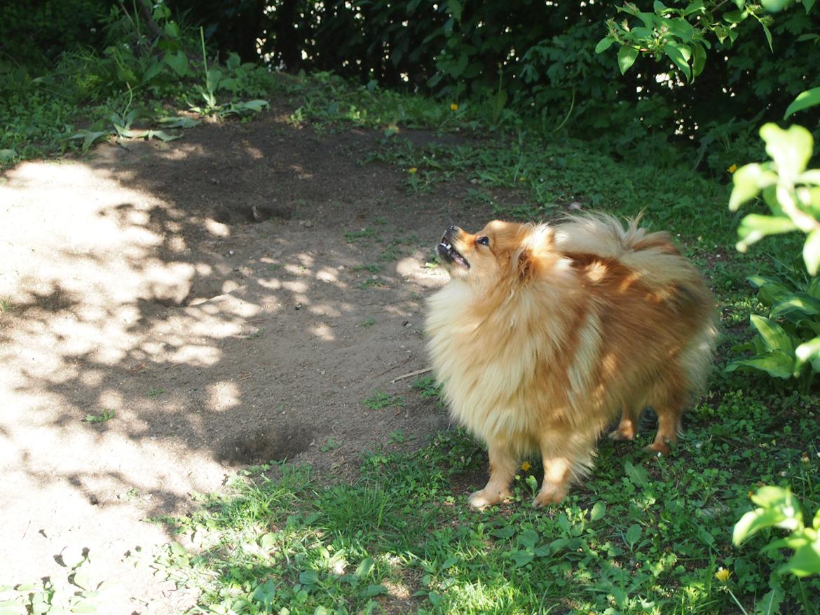 Pomeranian Lucky billede 17