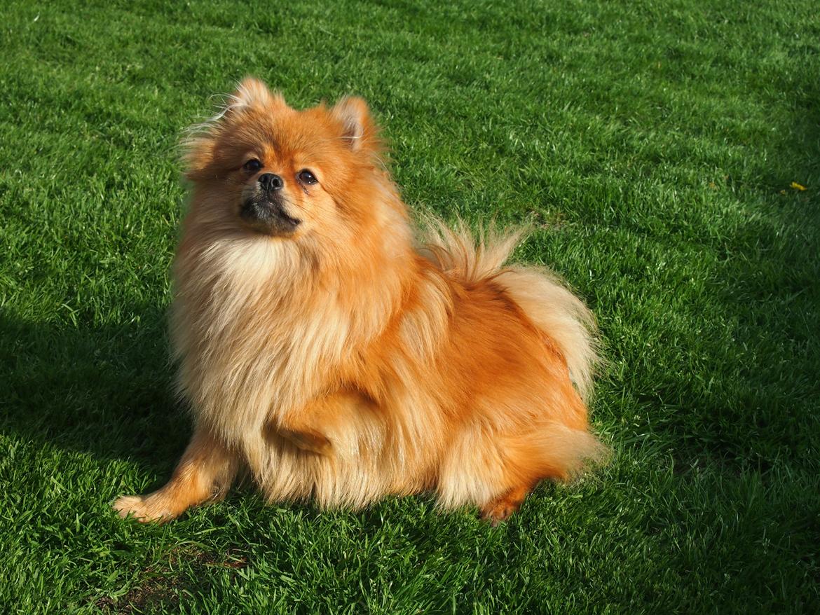 Pomeranian Lucky billede 13