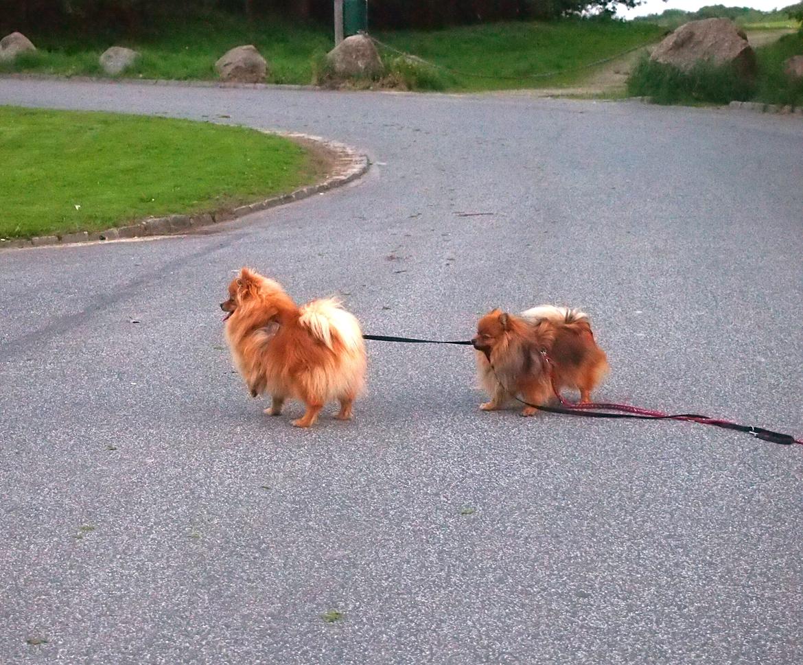 Pomeranian Lucky billede 6