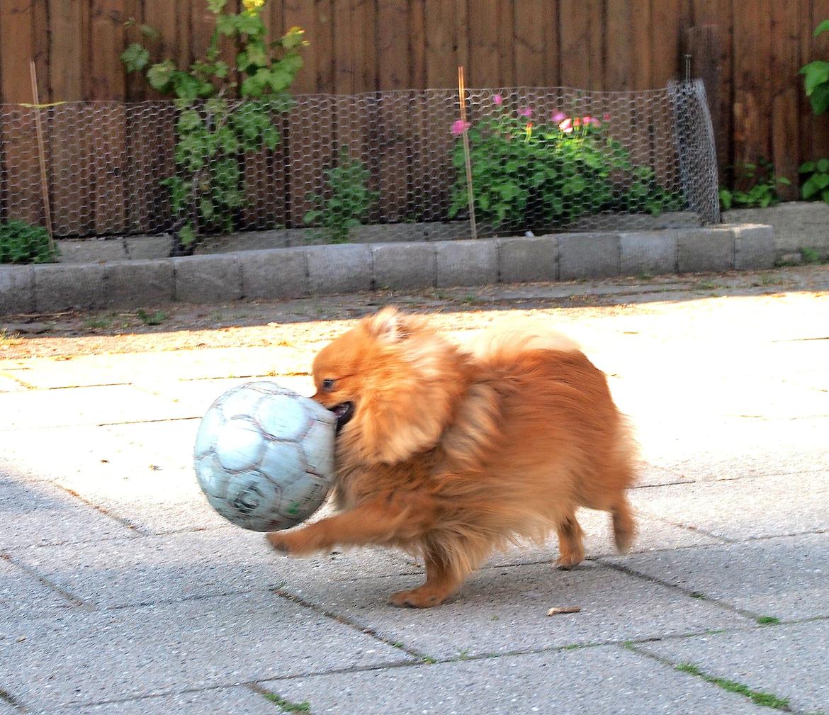 Pomeranian Lucky billede 5