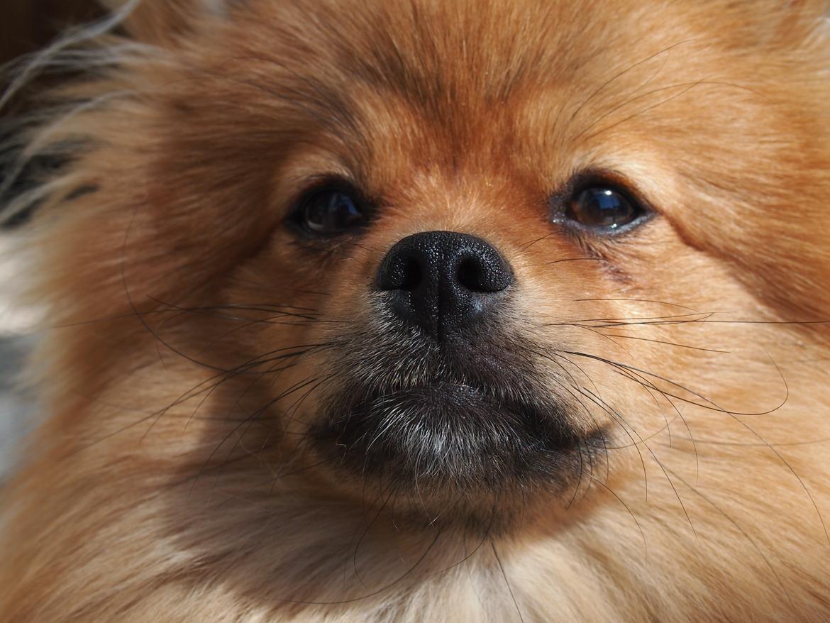 Pomeranian Lucky billede 20