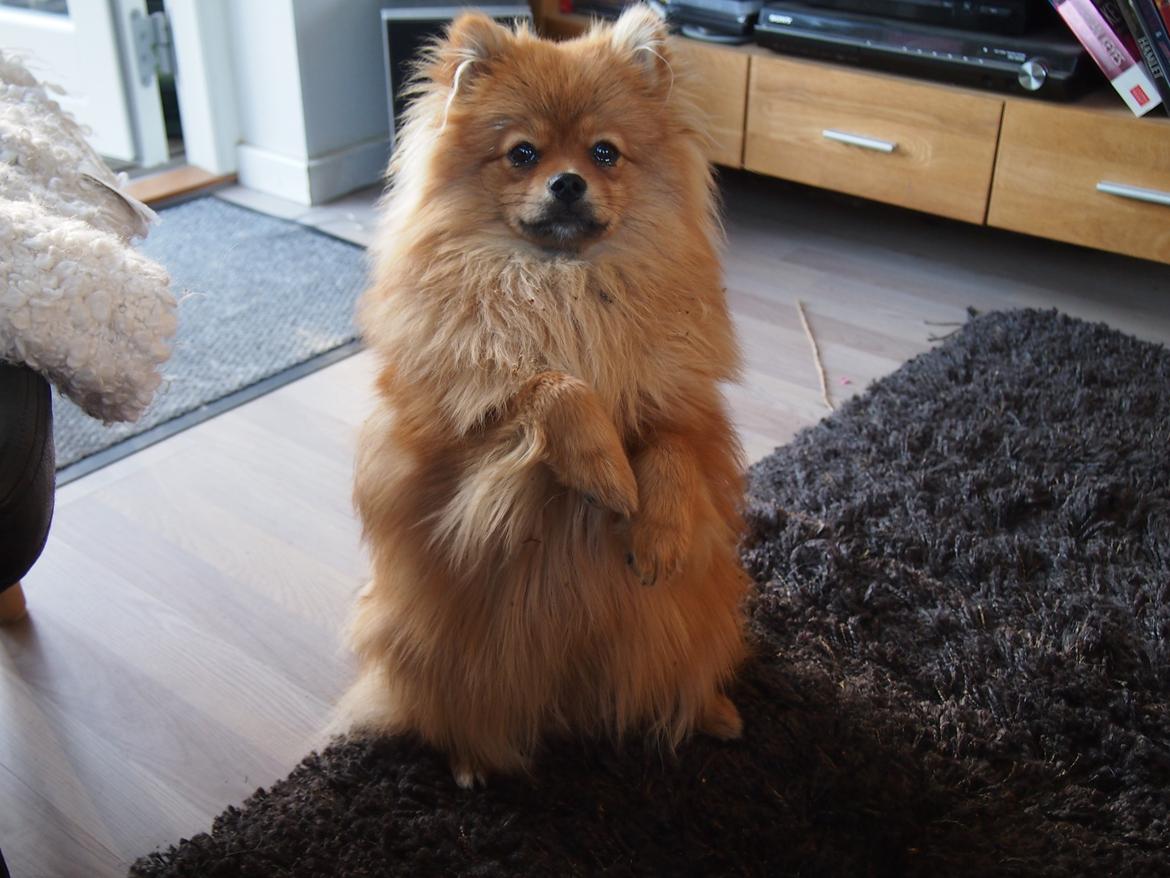 Pomeranian Lucky billede 19
