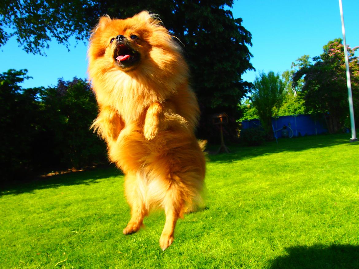Pomeranian Lucky billede 3