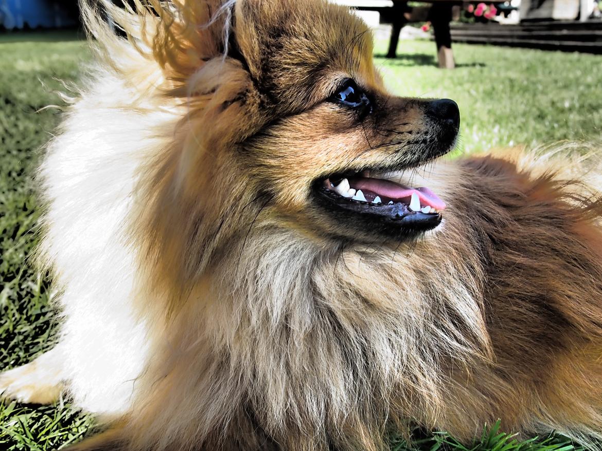 Pomeranian Lucky billede 18