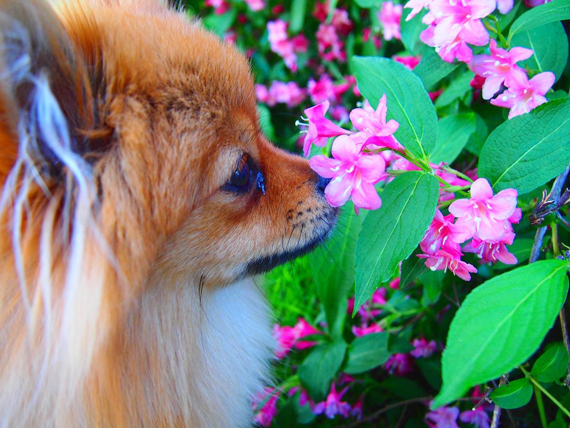 Pomeranian Lucky billede 11