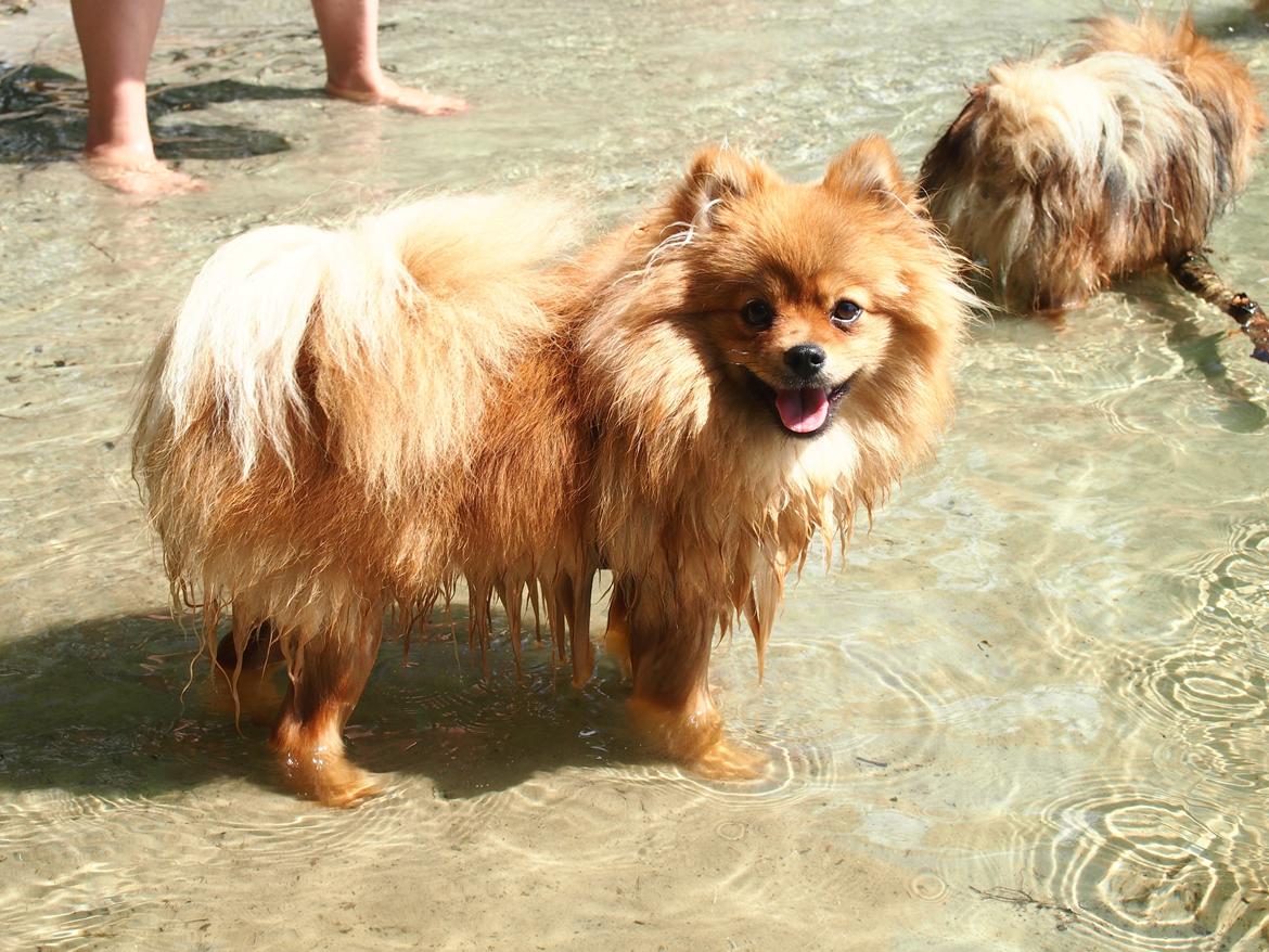 Pomeranian Lucky billede 9