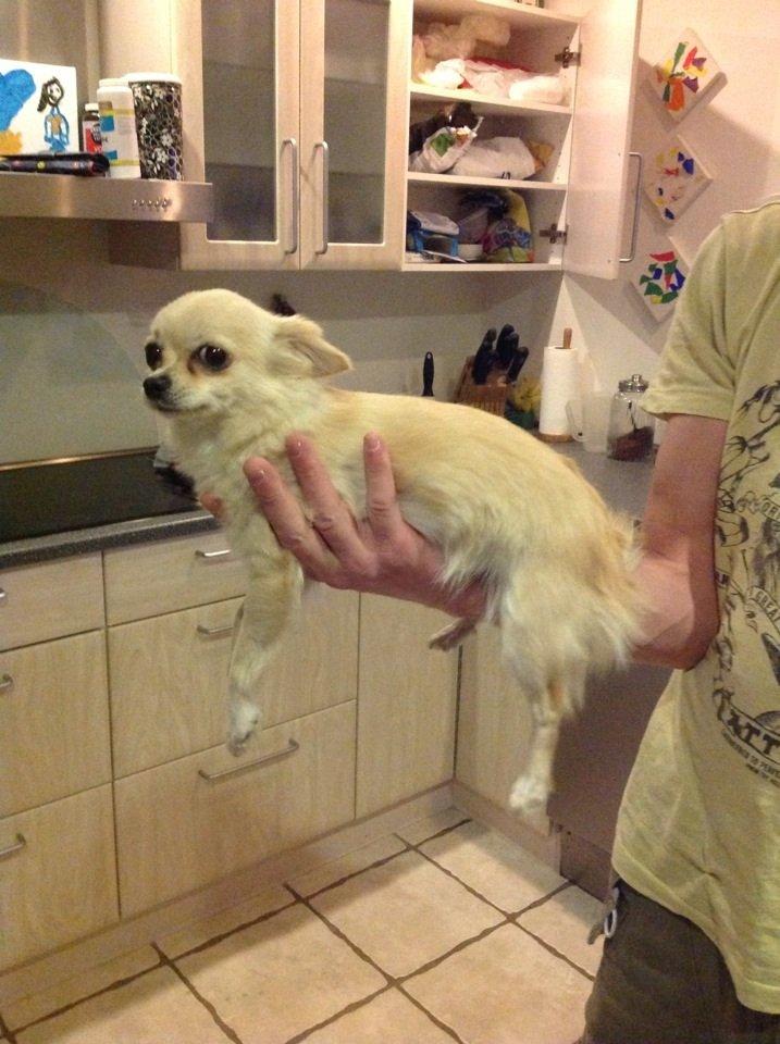 Chihuahua Chanti billede 1